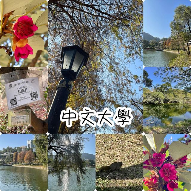賞花季必到之中文大學‼️超令湖景