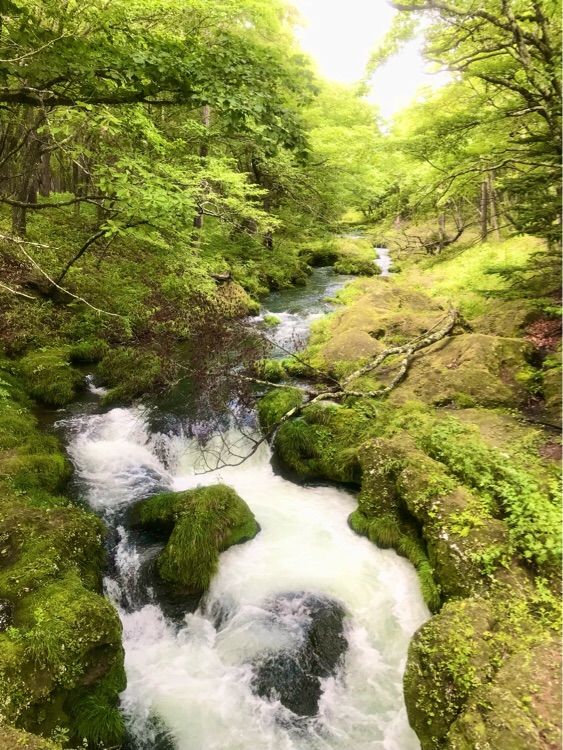栃木県日光で大自然の中をハイキング【戦場ヶ原】
