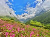 Valley Of Flower & Hemkund Sahiba Trek
