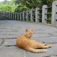 หมู่บ้านแมว Houtong Cat Village 