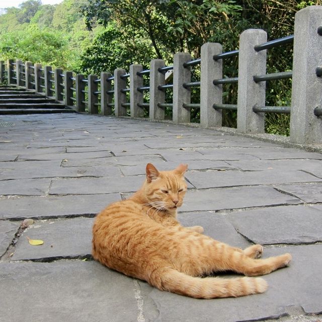 หมู่บ้านแมว Houtong Cat Village 