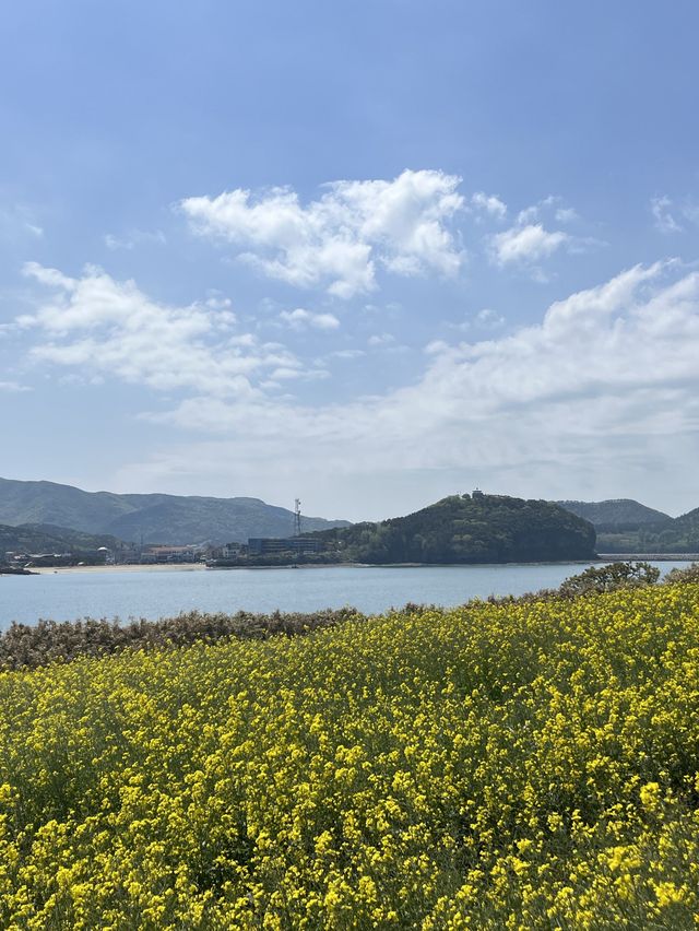 유채꽃이 만개한 수성당에서 힐링 가득 하루 보내기🌼