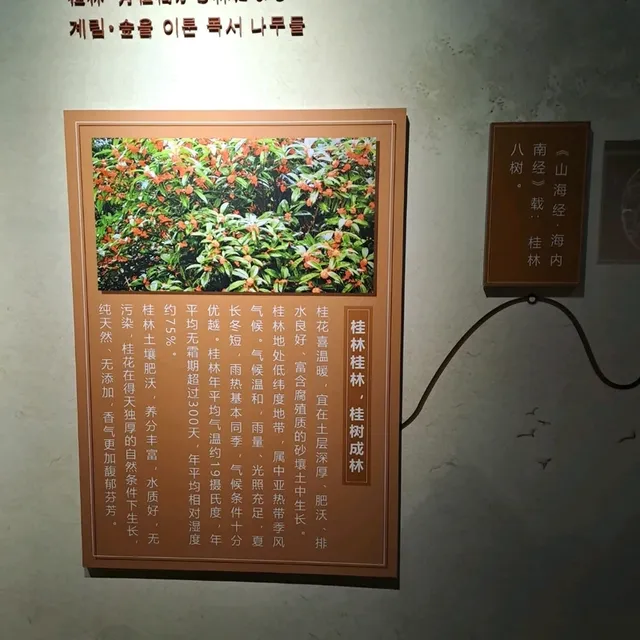 桂花公社的參觀的個人感受