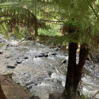 Redwood Forest, Yarra Ranges National Park