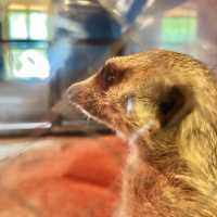 日本九州動物園：與野生動物的親密接觸🐒