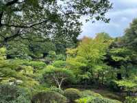 東京・北区。バラの季節には多くの品種の花が咲き誇るそうです『旧古河庭園』