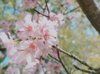台東鹿野高台、鹿野神社｜遼闊的田園景觀、豐富的花卉可以觀賞