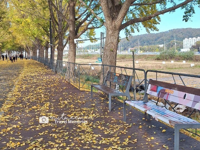 Asan Gingko Tree Road 🍂