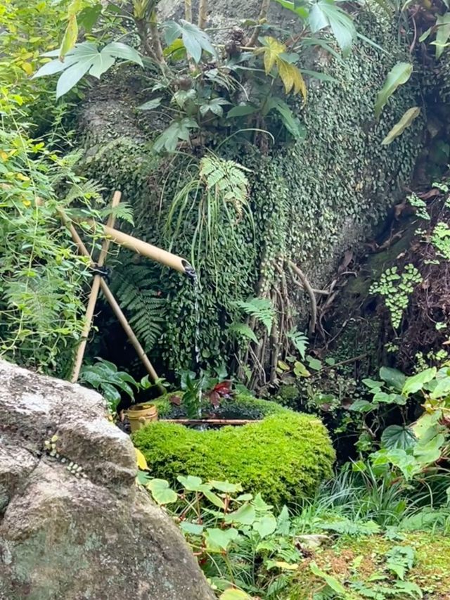 福岡｜太宰府不可錯過的梅枝餅 かさの家🍵
