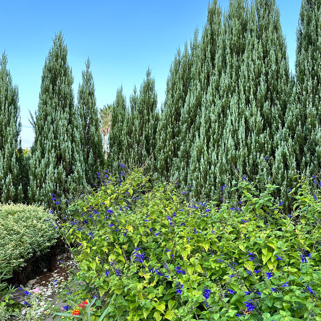 Jeju herb garden