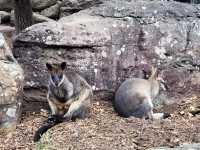 🦒悉尼塔龍加動物園：動物零距離，交通極便利🦒 