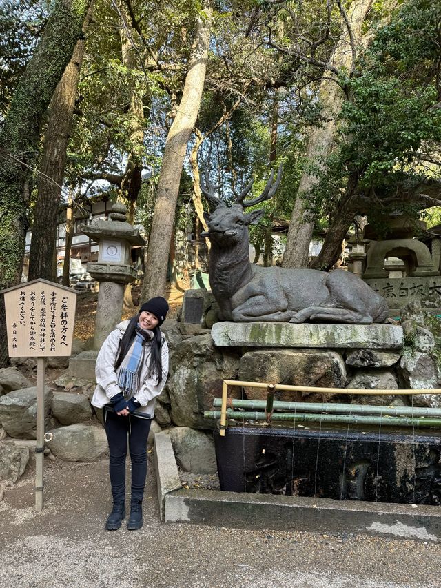 Ohhh my deer in Nara Park 🦌🦌🦌