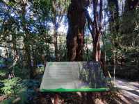 สัมผัสป่าดึกดำบรรพ์ อาลีซานเมืองไทย 🌲🌲🌲