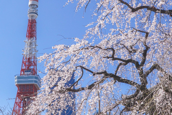 桜メノウタワー 東京の桜 開花宣言🌸 】 本日3月24日（月）、気象庁より、 東京