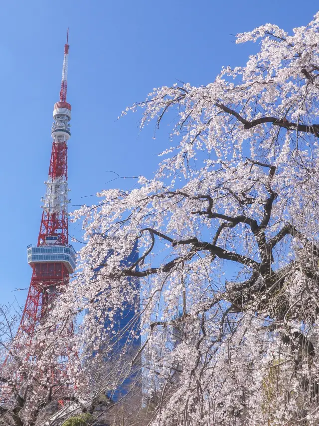 Prime Spot to View Tokyo Tower and Cherry Blossoms