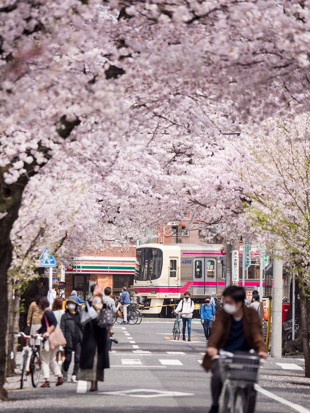 【都内の桜は3月が見頃！🌸】都内で見れるおすすめ桜スポット紹介😳✨