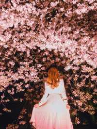 都会のオアシス🌸新宿御苑の桜
