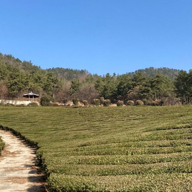 Deokjin Tea Field