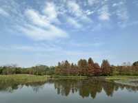 香港好去處 | 香港濕地公園 | 一月賞紅葉 | 二月賞李花