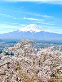 【新倉富士浅間公園/山梨県】ミシュランにも掲載！絶景の桜と富士山