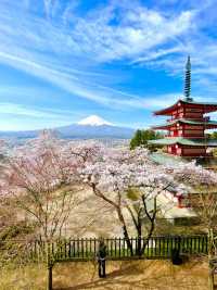 【新倉富士浅間公園/山梨県】ミシュランにも掲載！絶景の桜と富士山
