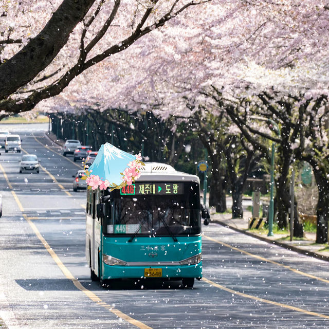 Blossom-Filled Exploration of Korea's Streets