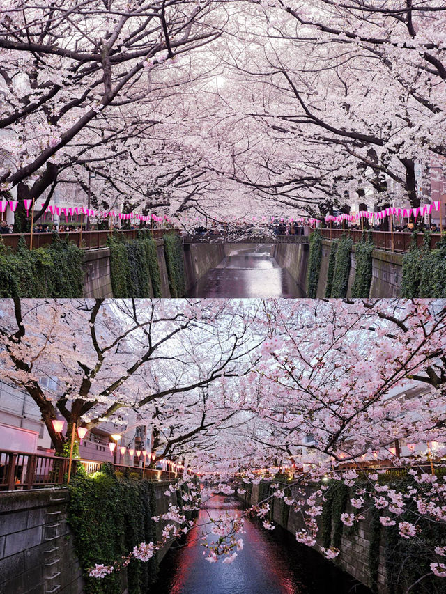 目黑川櫻花狂歡！體驗東京之美，留下難忘記憶📸