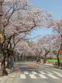 분홍빛 벚꽃으로 물든 경주의 봄🌸♥
