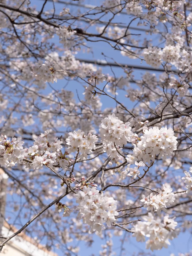 【東京都近郊】3月に行きたいお花かわかわいスポットまとめ