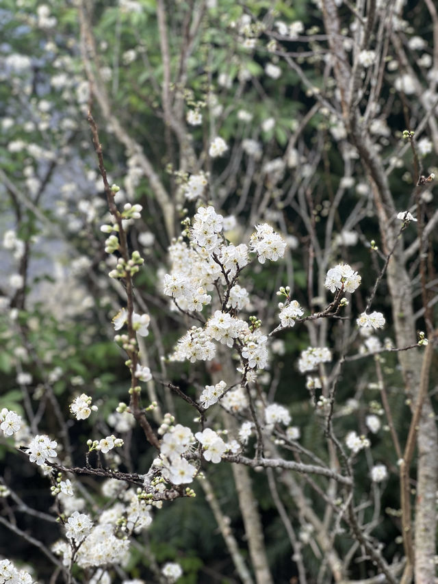 Cherry blossom in Hmong King’s Palace🌸🌸