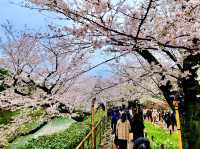 Chidorigafuchi Moat