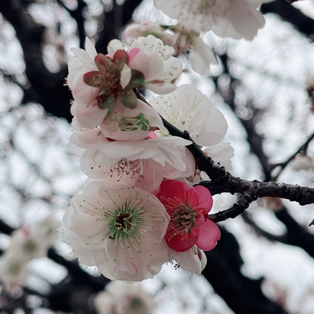 關東地區賞櫻前五名 - 川越冰川神社⛩️樱花🌸