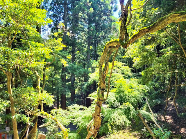 Mt. Kasuga Primeval Forest