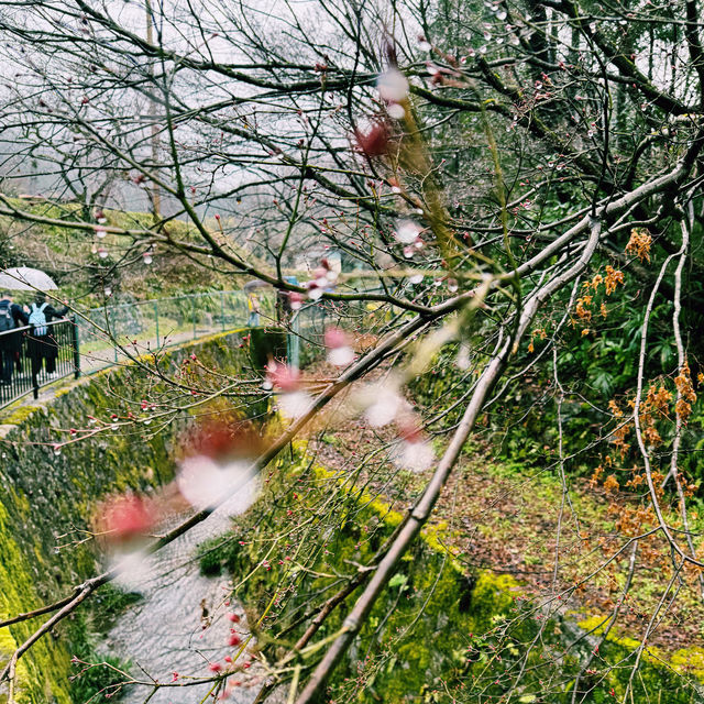 ⛩️🌸京都三千院🍁🚞嵐山小火車
