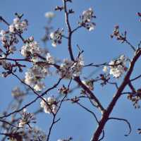 🌸 비밀의 벚꽃 길, 오라골프장입구에서의 봄날 산책