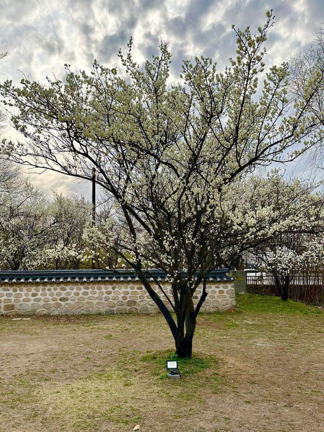 새하얀 벚꽃들과 🌸 초봄느낌 물씬 느낄 수 있는 🌱서호정사 봄데이트