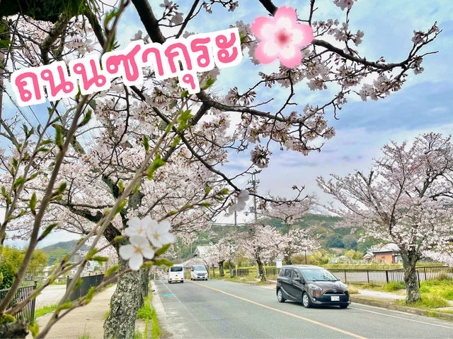 ถนนซากุระ หน้าศาลเจ้าอิชิงามิ จ.นารา