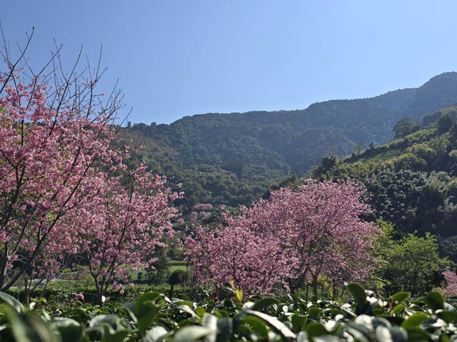 草坪頭 櫻花季