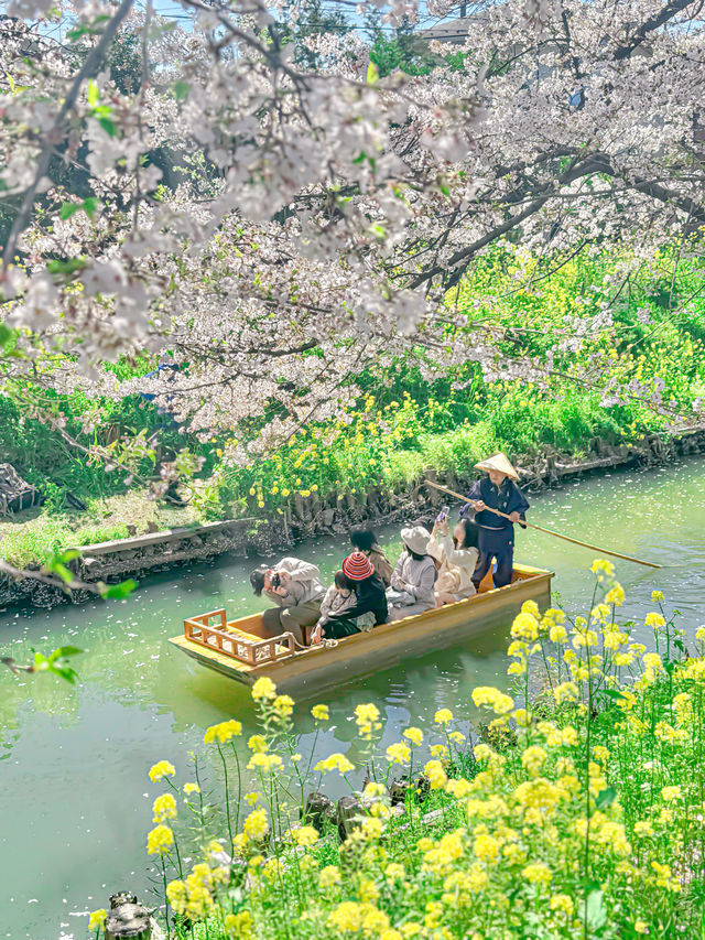 🌸桜を見ながら和船に乗れる📍川越氷川神社　裏手にある新河岸川で花筏（はないかだ）体験