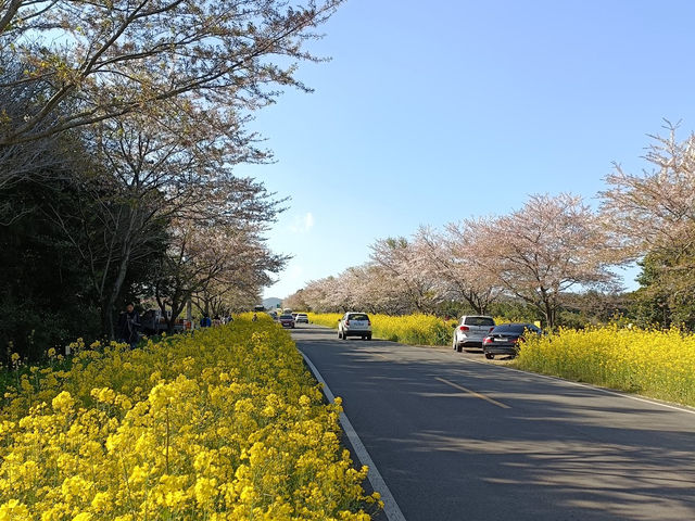 【濟州鹿山路】春季賞櫻，不可錯過的美好時刻