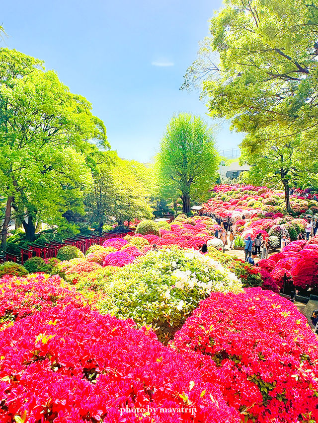 【東京】鮮やかでまぶしいつつじまつり