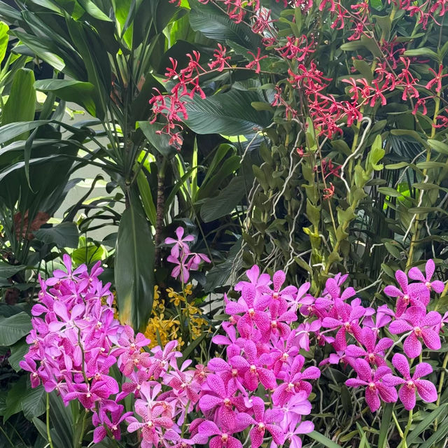 【大阪景點】HOS花園：世界珍奇植物，園藝治療，放鬆靜心時光