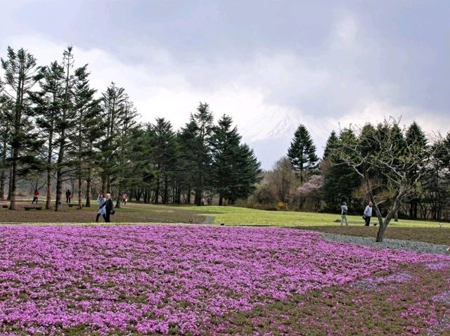 ชมทุ่ง pink moss ที่มีฉากหลังคือเขาฟูจิ