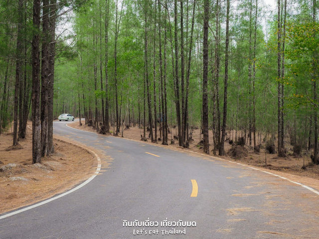 ป่าสนเหมืองแร่ เงียบสงบ ถ่ายรูปสวย