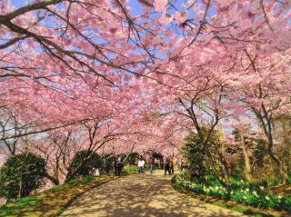 The Sanctuary of Eight Million Gods: A Hidden Cherry Blossom Haven