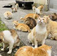 【愛媛】フェリーで行く猫の島🐈