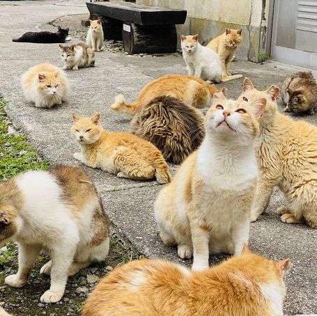 【愛媛】フェリーで行く猫の島🐈