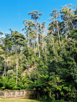 Fern Glade Platypus Reserve