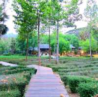 Tranquil Escape at Veranda High Resort