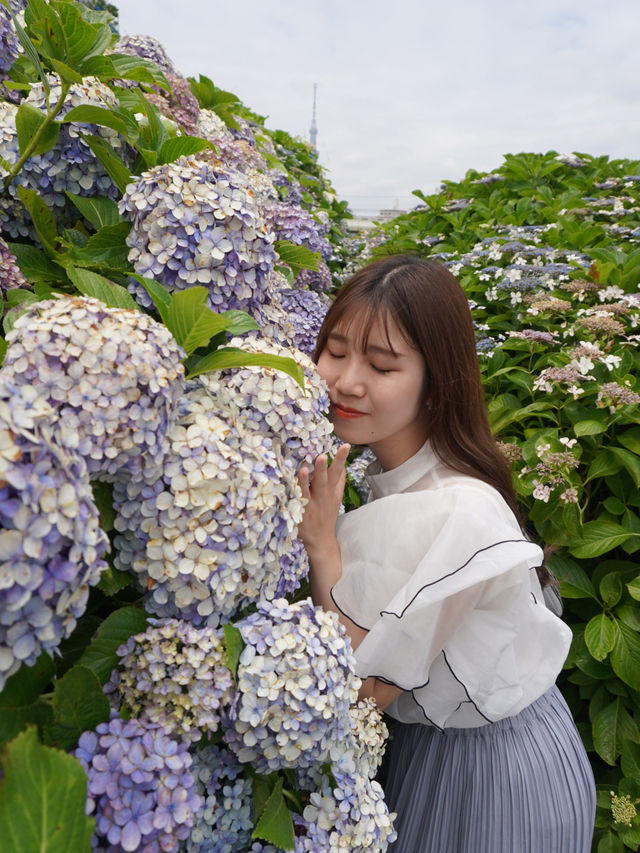 【東京絶景】スカイツリーと紫陽花